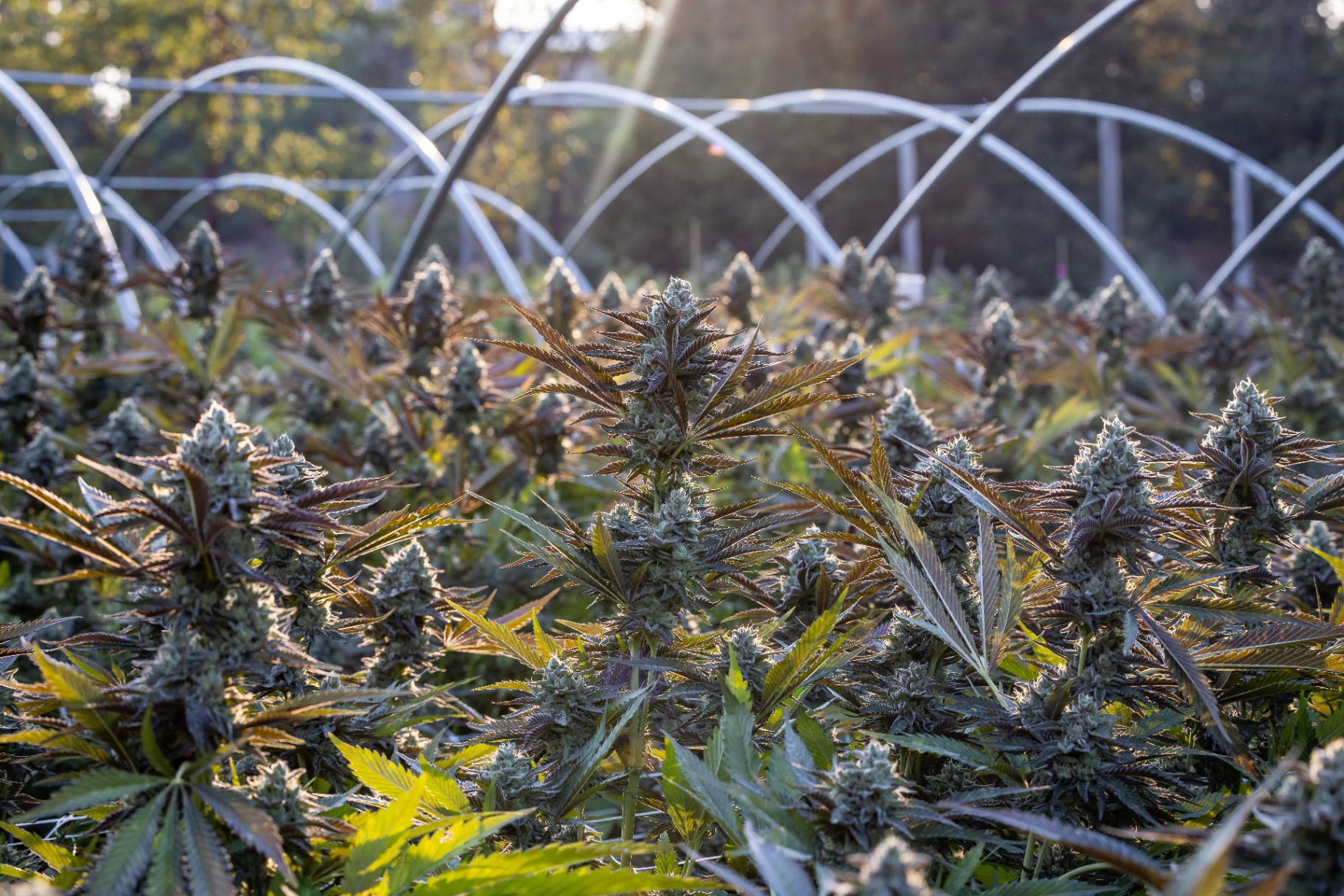 Legacy Genetics | Humboldt's Finest Genetics, Preserved