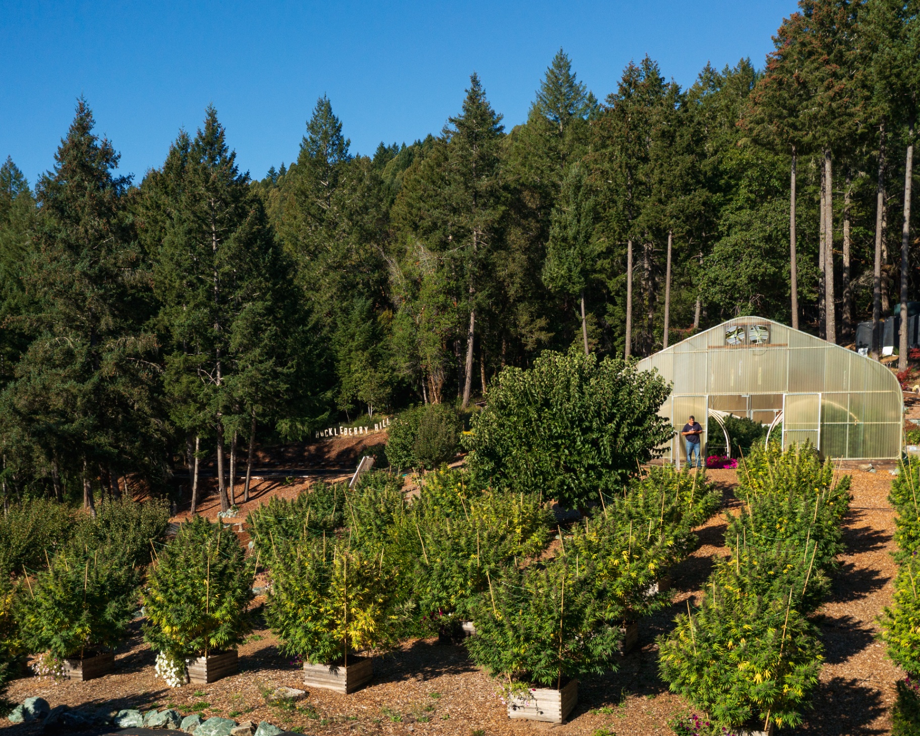 Huckleberry Hill Farms | Legacy Genetics