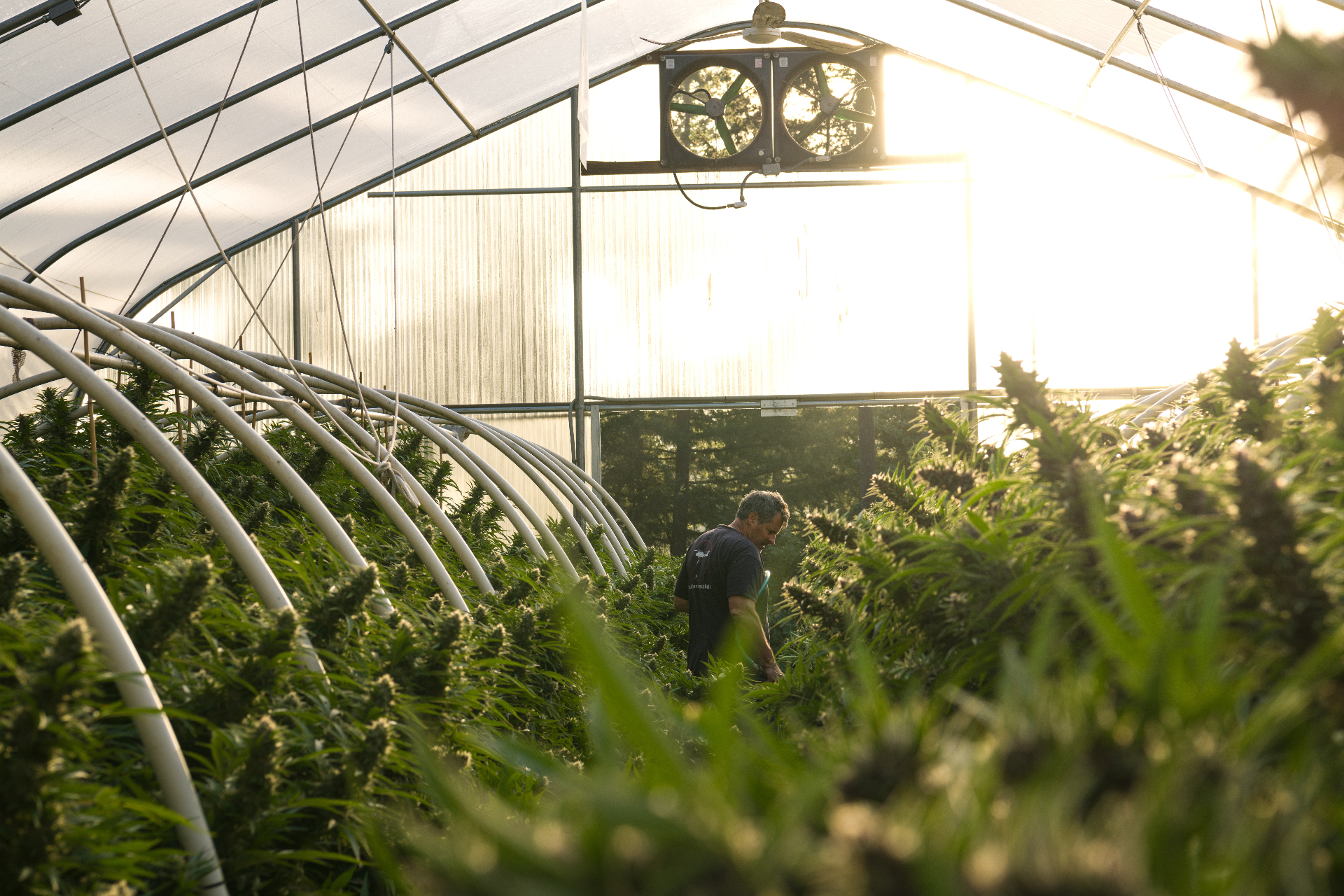 Huckleberry Hill Farms | Legacy Genetics