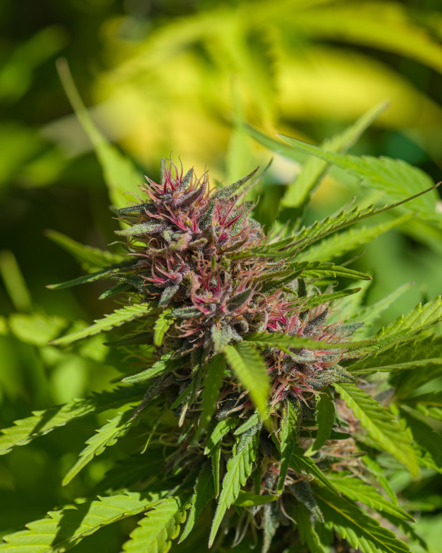 Huckleberry Hill Farms | Legacy Genetics
