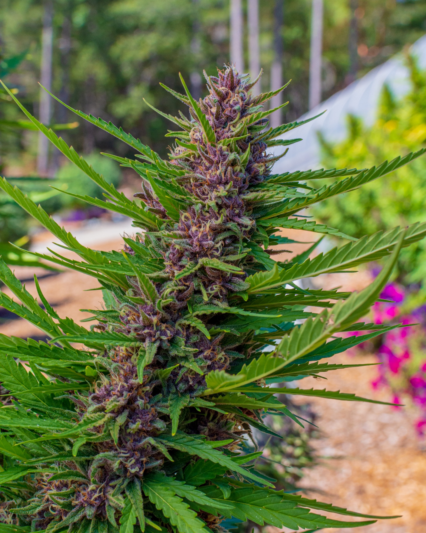Huckleberry Hill Farms | Legacy Genetics