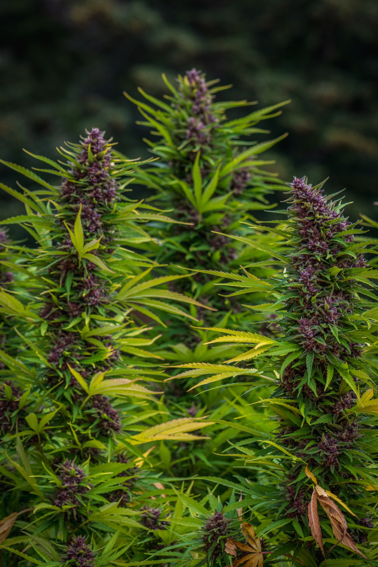 Huckleberry Hill Farms | Legacy Genetics