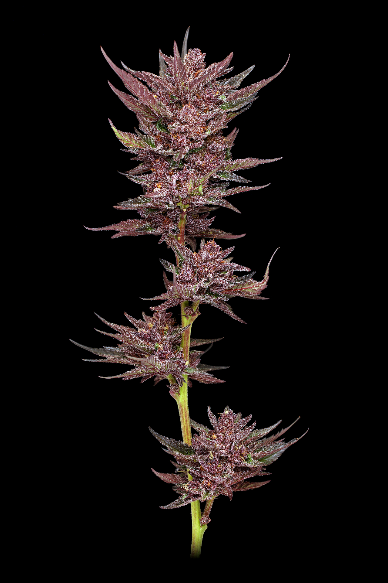 Sam Plantz Plantz Regular | Legacy Genetics